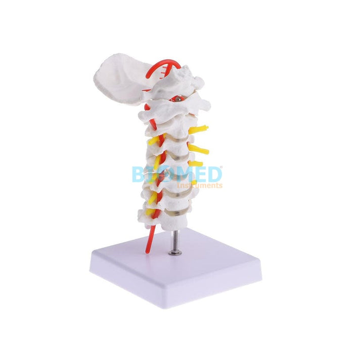Columna Vertebral Cervical Con Arteria Del Cuello