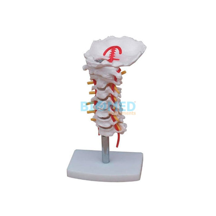 Modelo Columna Vertebral Con Arteria Del Cuello