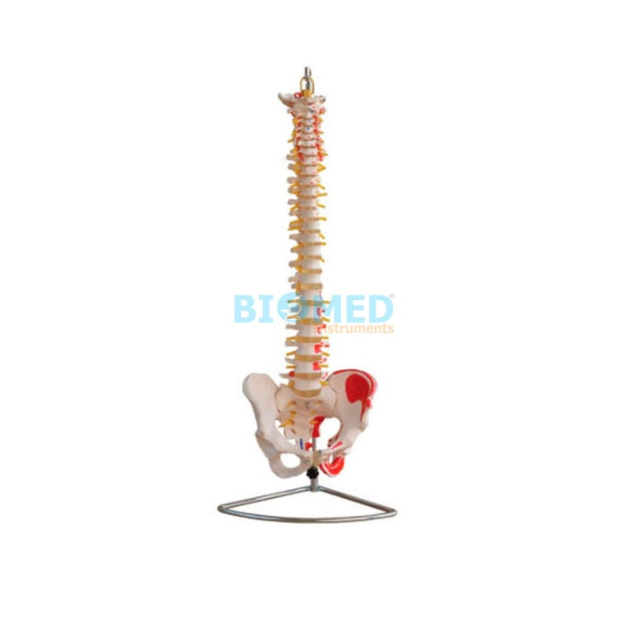 Modelo Columna Vertebral con Pelvis y Músculos Pintados