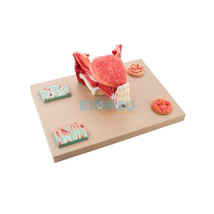 Modelo Micro Anatomía de La Lengua