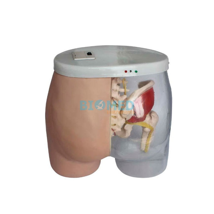 Modelo Electrónico De Inyección Intramuscular
