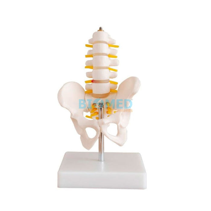 Modelo Mini Vertebras Lumbar y Pelvis