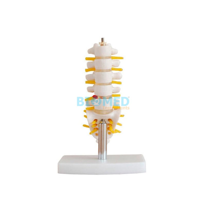 Modelo Mini Vertebras Lumbar