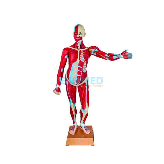 Modelo Muscular 170 Cm 36 Partes