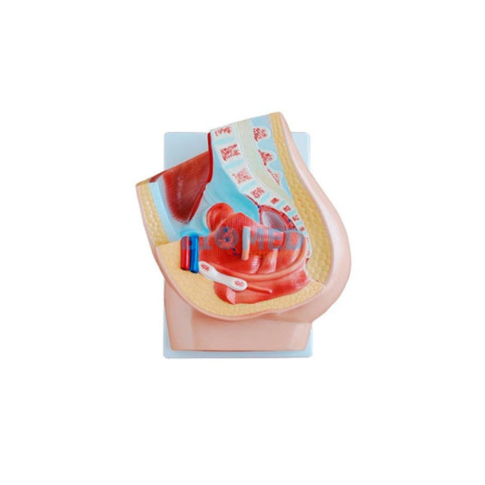 Modelo Pelvis Femenina En 2 Partes