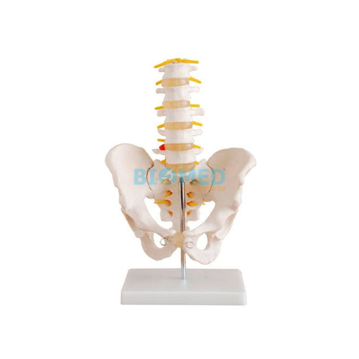 Modelo Pelvis Tamaño Natural Con 5 Vértebras Lumbares (Hueso)