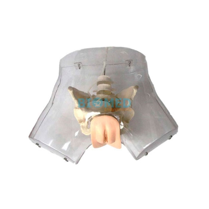 Modelo Simulador Transparente De Cateterismo Femenino