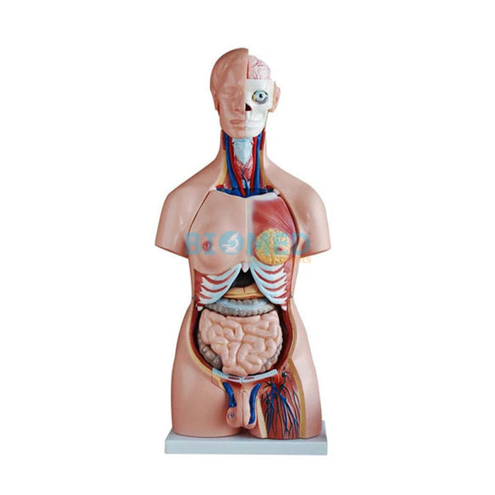 Modelo Torso 45cm Bixesual (23 partes)