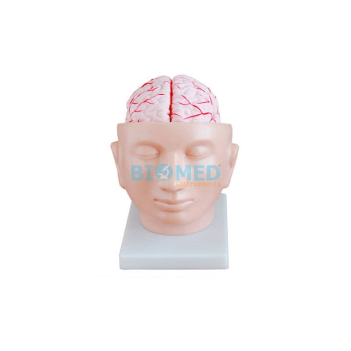 Modelo Cabeza con Cerebro Desmontable de 8 Partes