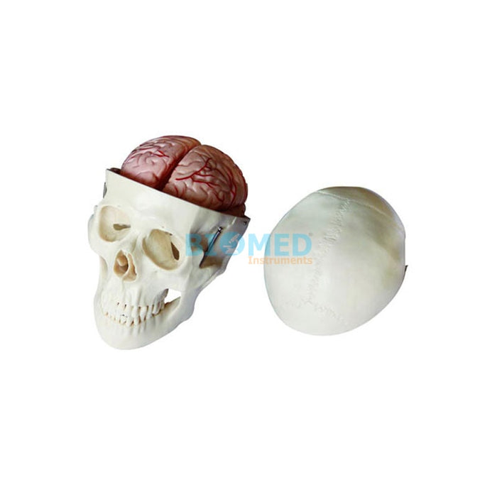 Modelo Cráneo Con Cerebro (8 partes)