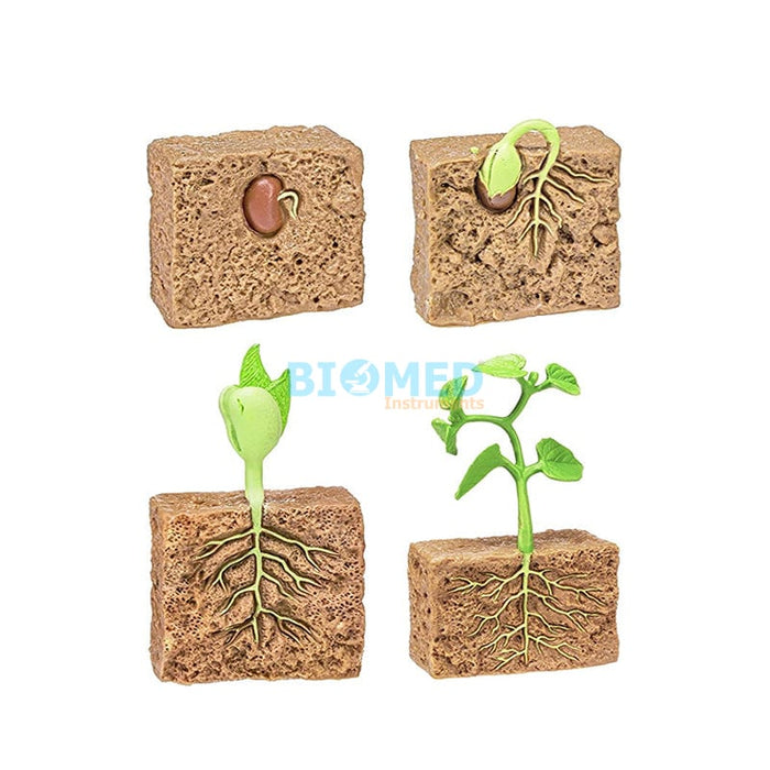 Ciclo de Vida de una planta (Frijoles)