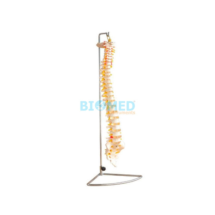 Modelo Columna Vertebral Tamaño Natural