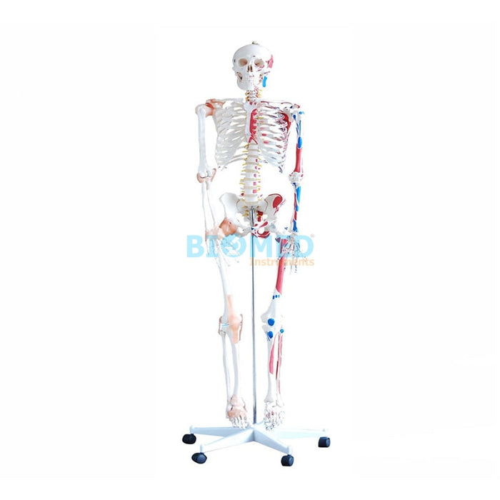 Modelo Esqueleto Músculos y Ligamentos 180cm