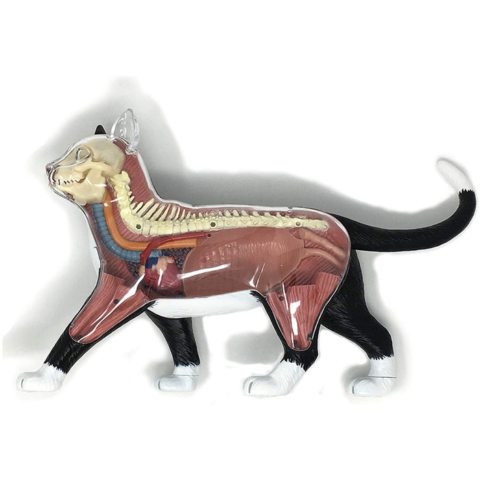 Modelo Anatómico del Gato 4D