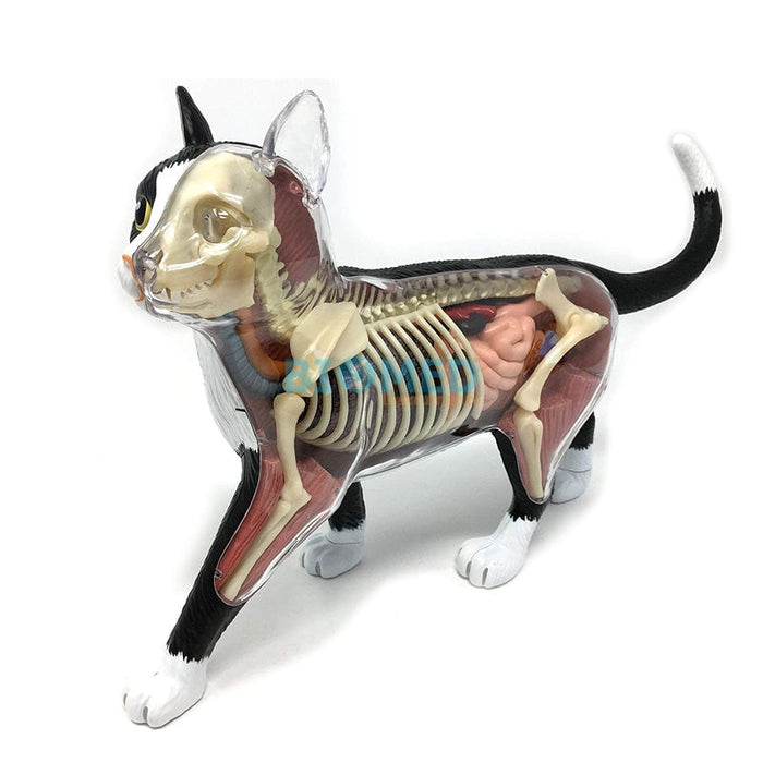Modelo Anatómico del Gato 4D