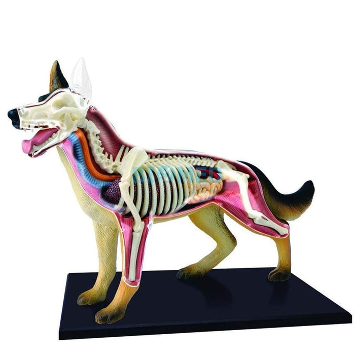 Modelo Anatómico del Perro 4D