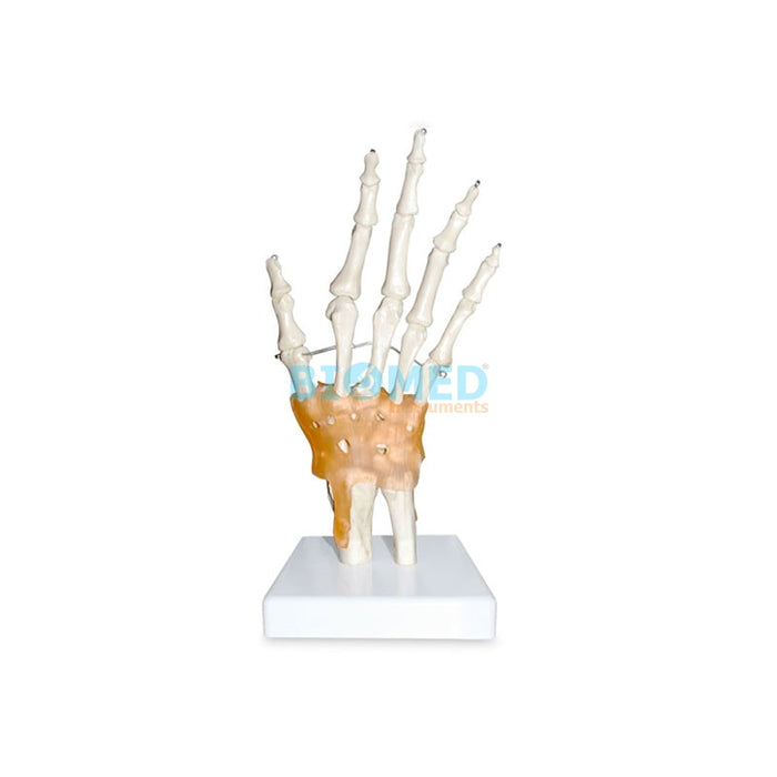 Modelo Articulación de la Mano