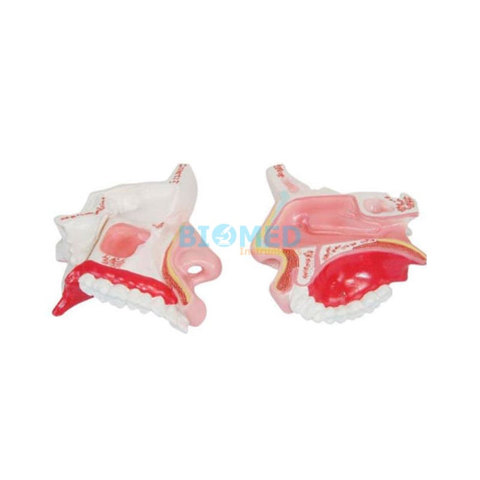 Modelo Cavidad Nasal