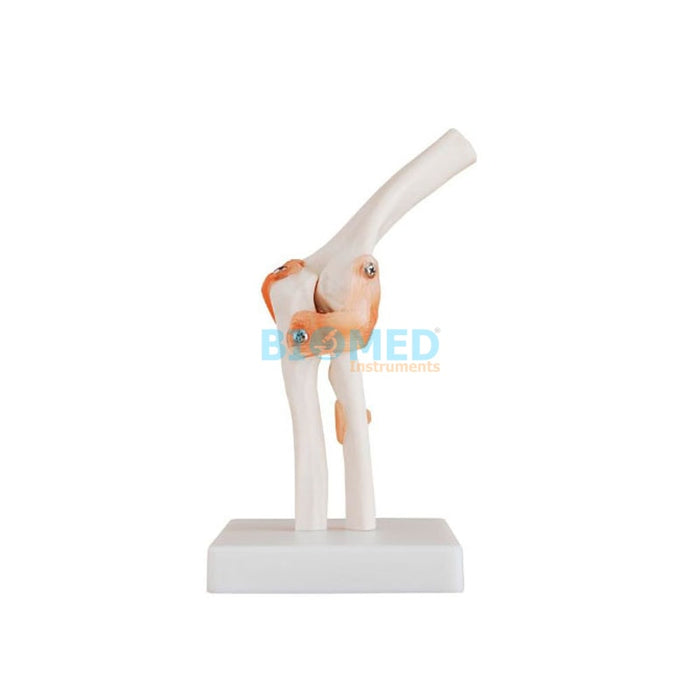 Modelo Articulación del Codo