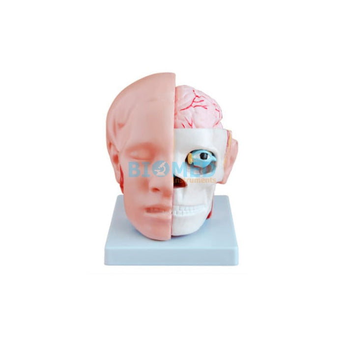 Modelo de Cabeza Humana, Cara con Cerebro (8 Partes desmontables)
