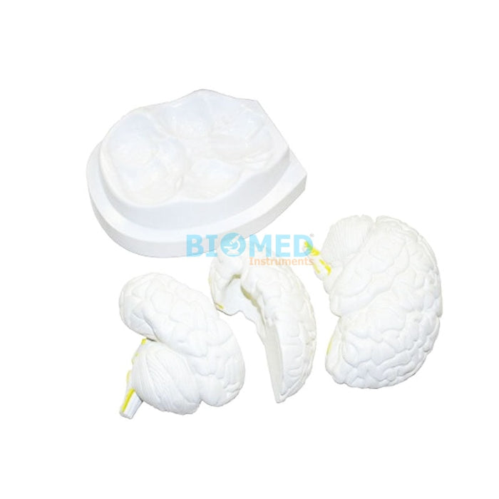 Modelo Cerebro (3 partes desmontable)