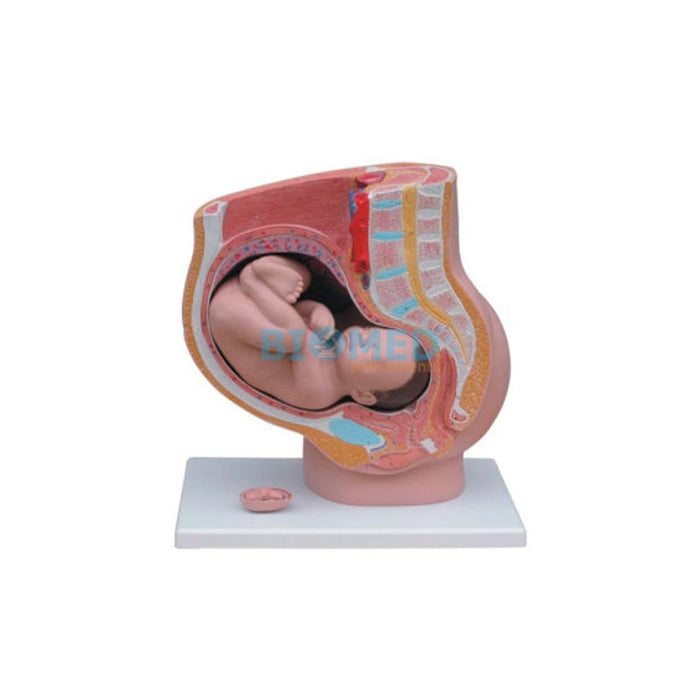 Modelo Sección De Pelvis Femenina 4 Partes