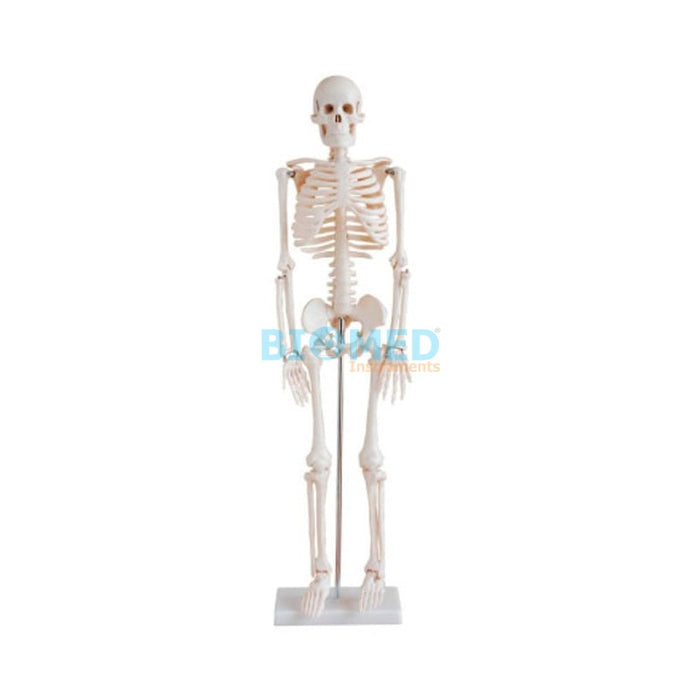 Modelo del Esqueleto Humano 85cm
