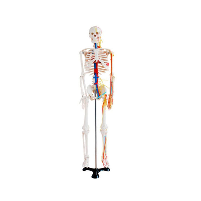 Modelo Esqueleto 85cm Con Nervios y Vasos Sanguíneos