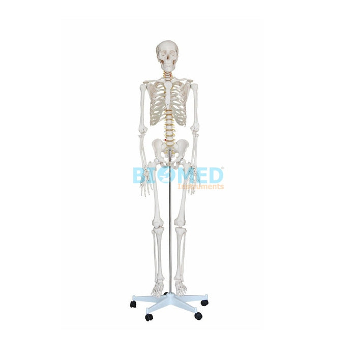 Modelo del Esqueleto Humano 1,70cm