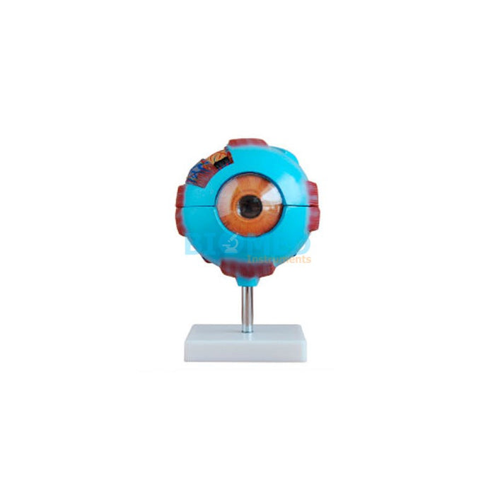 Modelo Ojo Humano Gigante