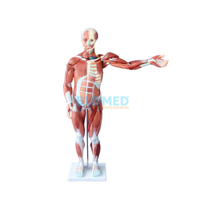 Modelo Muscular 80cm (27partes)