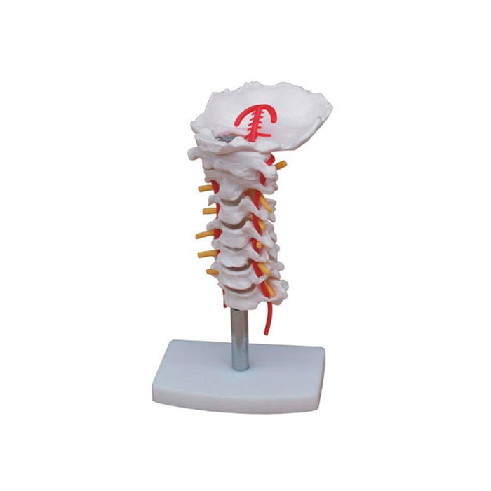 Modelo Columna Vertebral Con Arteria Del Cuello