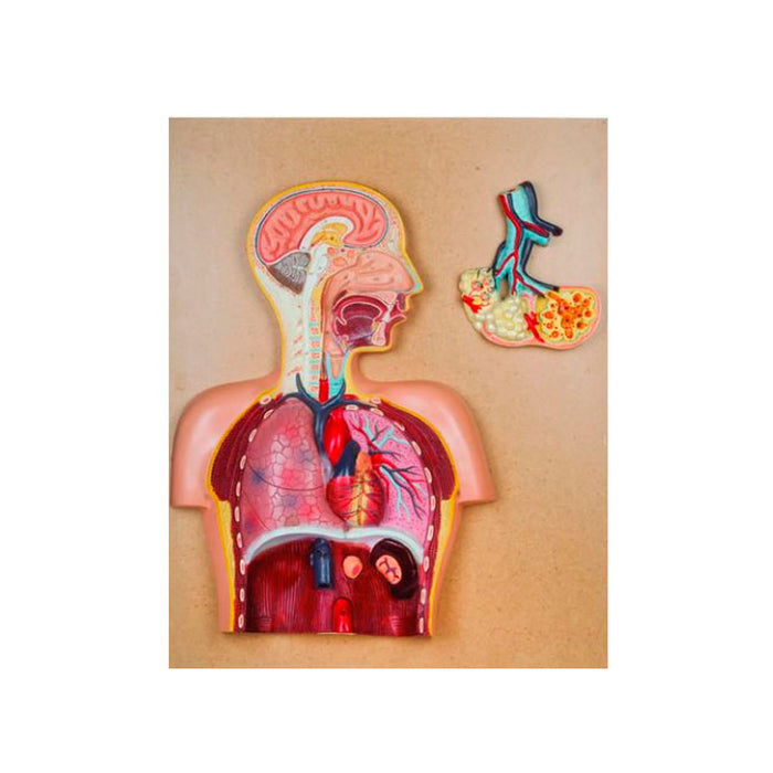 Modelo Sistema Respiratorio