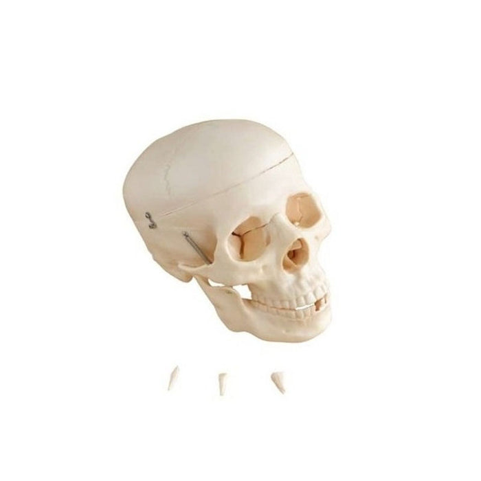 Modelo Cráneo Natural