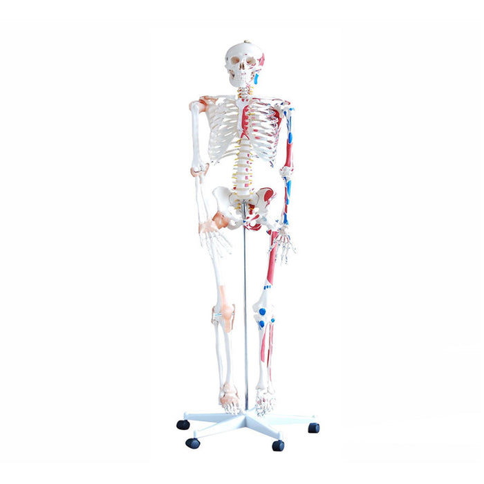 Modelo Esqueleto Músculos y Ligamentos 180cm