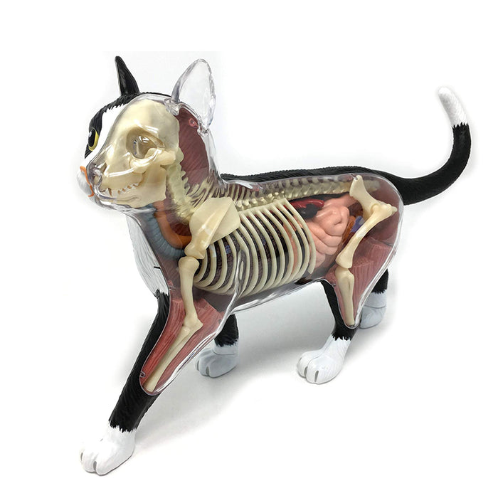 Modelo Anatómico del Gato 4D