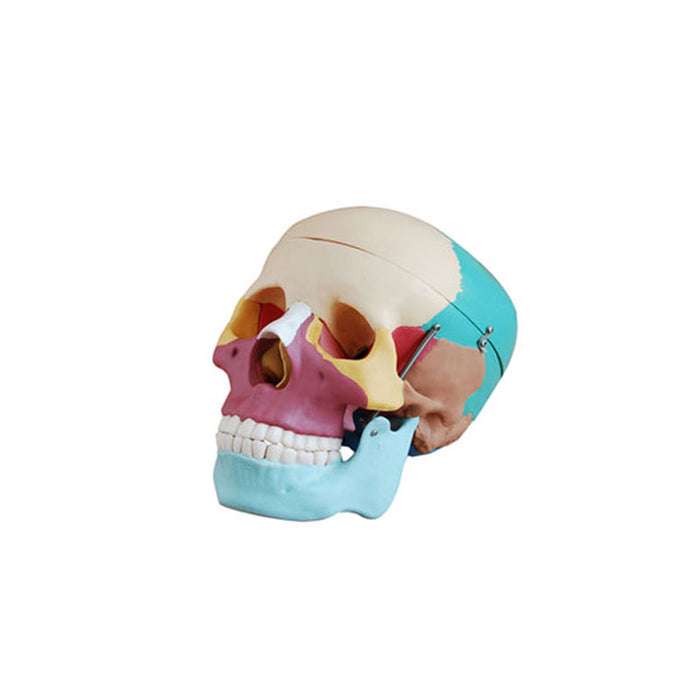 Modelo Cráneo con Hueso de Colores