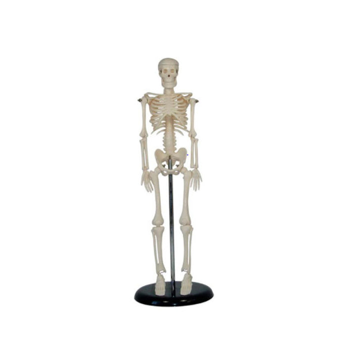Modelo del Esqueleto Humano Mini 45cm