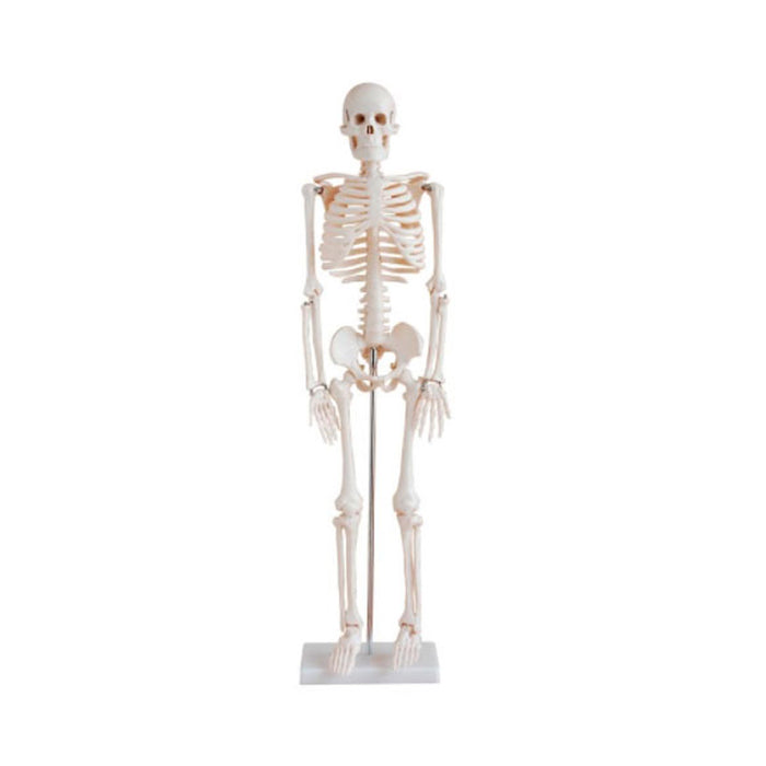 Modelo del Esqueleto Humano 85cm