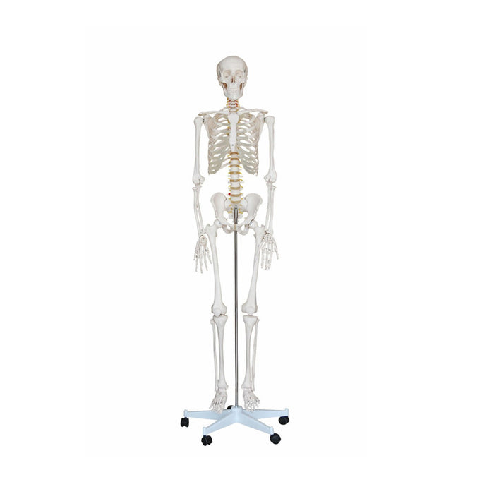 Modelo del Esqueleto Humano 1,70cm