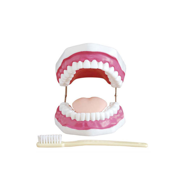 Modelo Dental con Cepillo Gigante